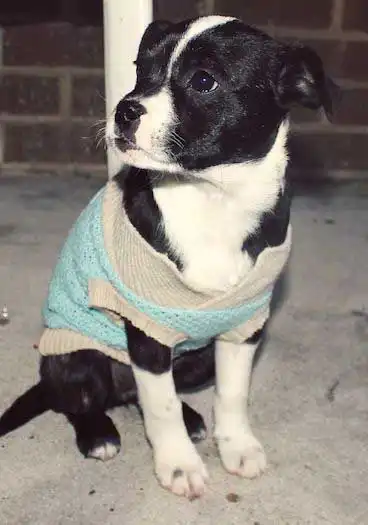 Breed Appearance