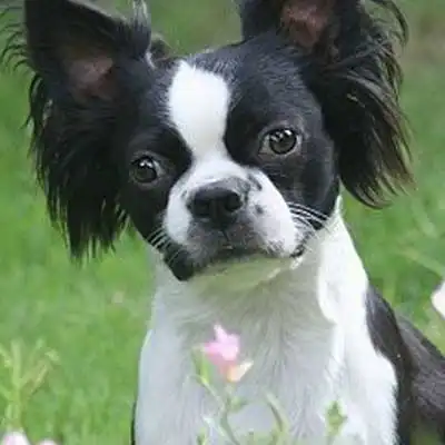 Raça de cão Bostillon.