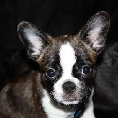 Bostinese dog breed.