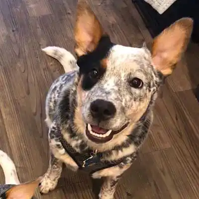 Boston Cattle Dog dog breed.
