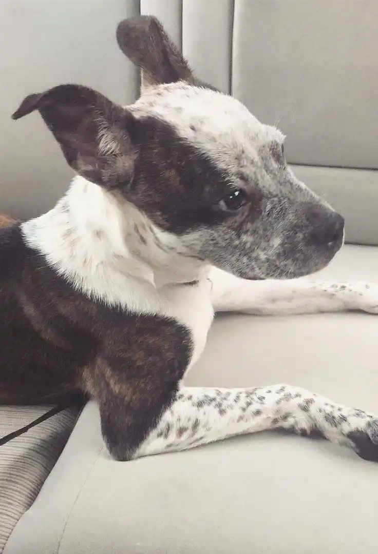 Breed Appearance