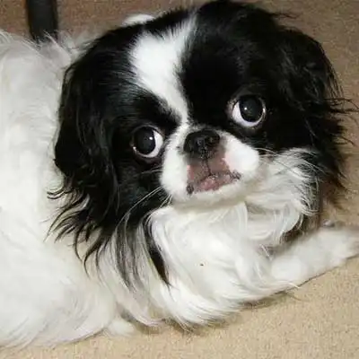 Boston Chin dog breed.