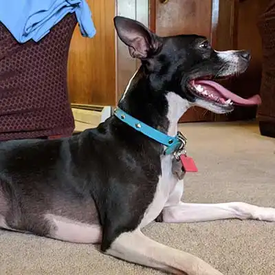 Boston Iggy dog breed.