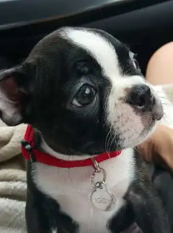 Apparence du Boston Iggy