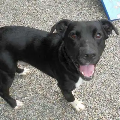 Boston Lab dog breed.