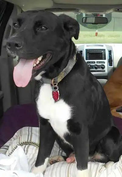 Breed Origin