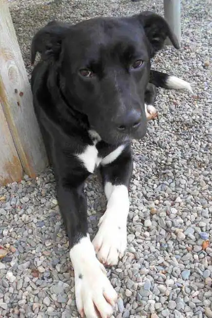 Breed Appearance