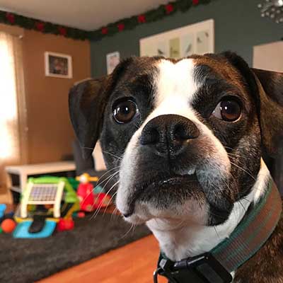 Boston Spaniel