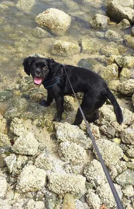 Erscheinungsbild von Boston Spaniel