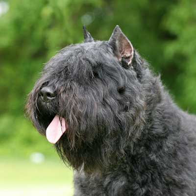 Bouvier des Flandres