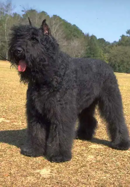 Breed Origin