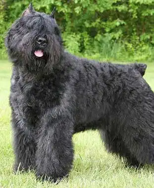 Breed Appearance