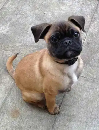 Breed Origin