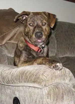 Breed Appearance