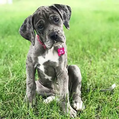 Boxane dog breed.