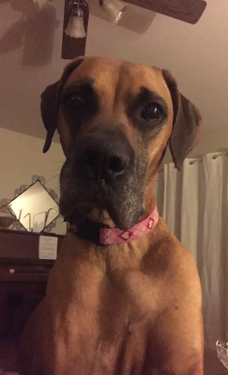 Breed Appearance
