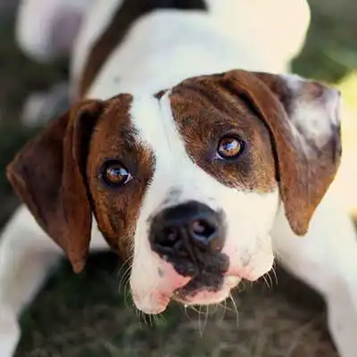 Boxapoint dog breed.
