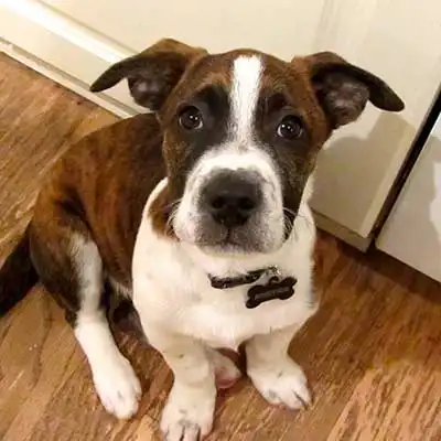 Boxer Basset dog breed.