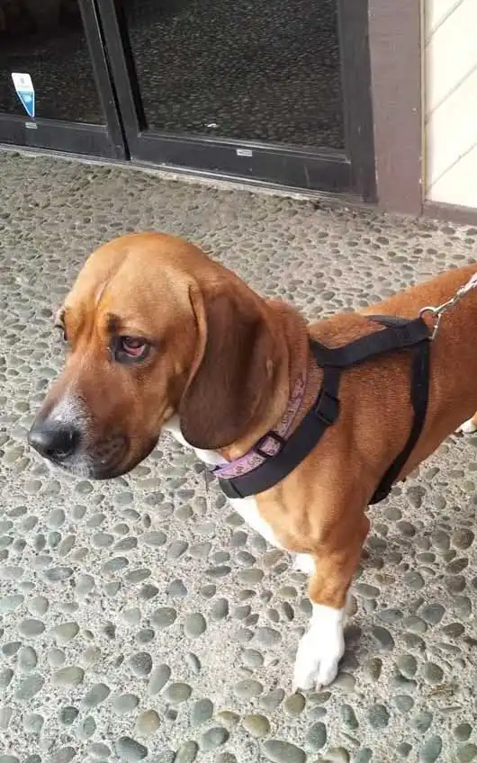 Breed Origin