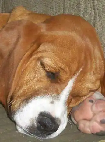 Breed Appearance