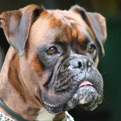 Boxer dog breed.