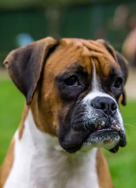 Breed Origin