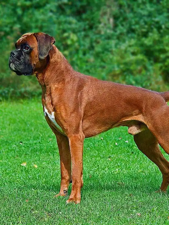Breed Appearance