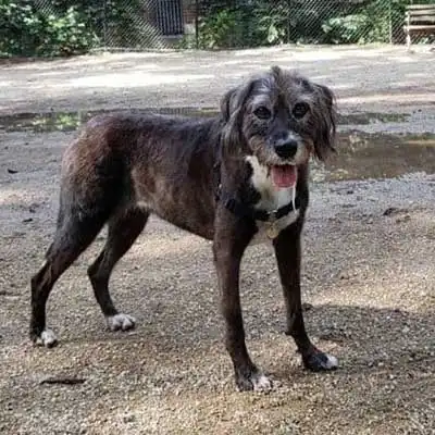 Boxerdoodle dog breed.