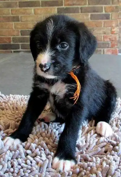 Breed Appearance