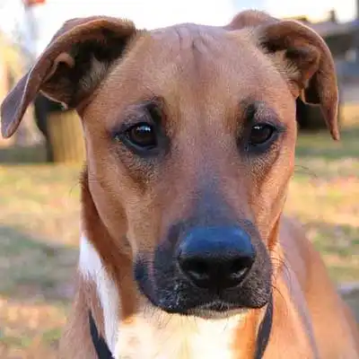 Boxerman dog breed.