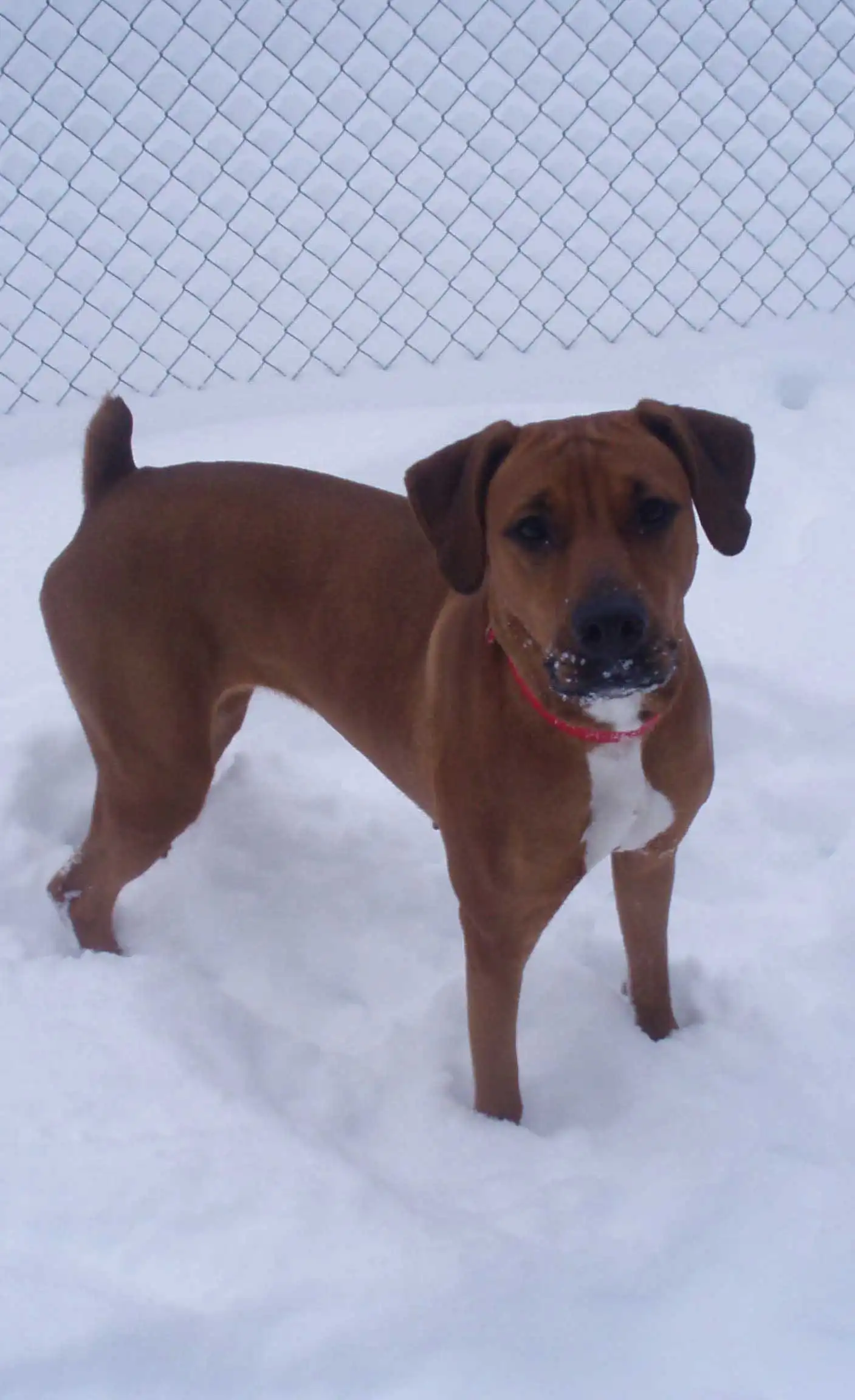 Breed Appearance