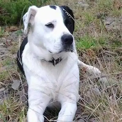 ボクソリーの犬種情報。