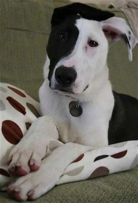 Breed Origin
