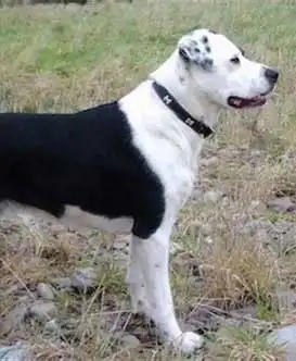 Breed Appearance