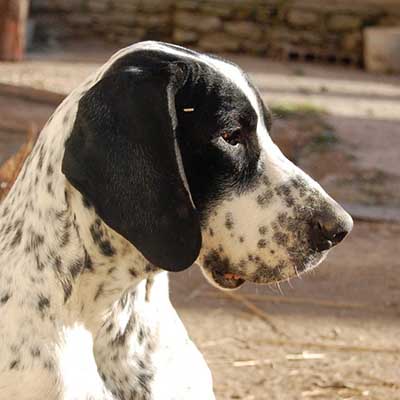 Braco del Puy