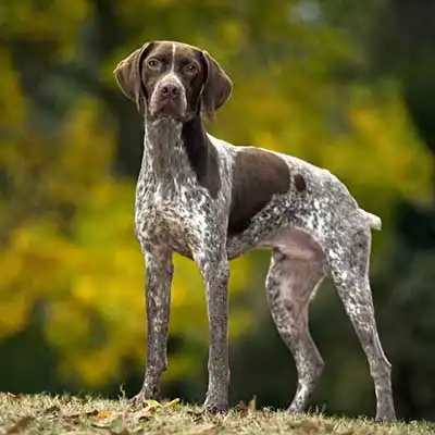 Braque Francais, de Grande Taille dog breed.