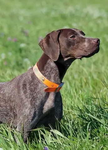 Breed Origin