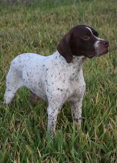 Breed Appearance