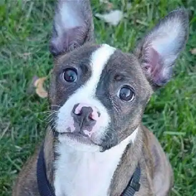 Brat dog breed.