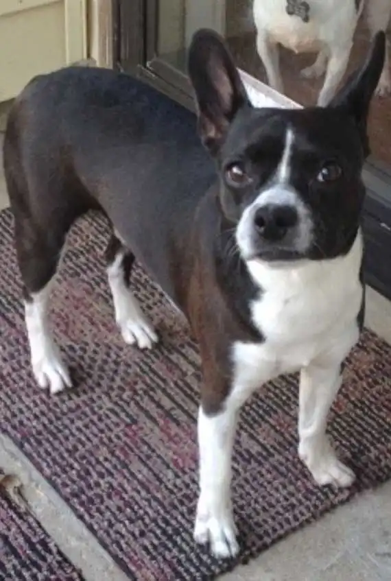 Breed Appearance