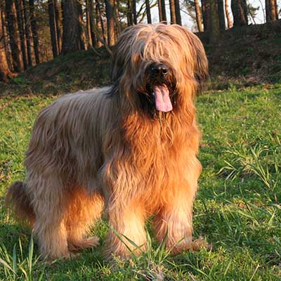 Briard (Berger de Brie)