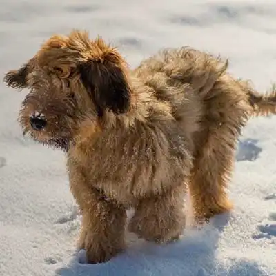 Bridoodle dog breed.
