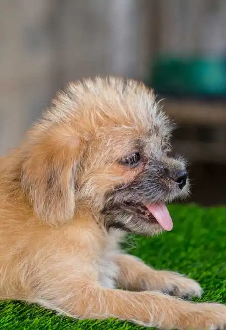 Breed Origin