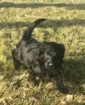 Breed Appearance
