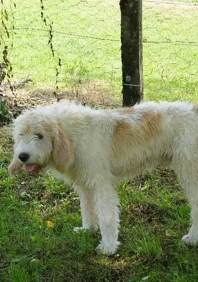 Apparence du Briquet Griffon Vendéen