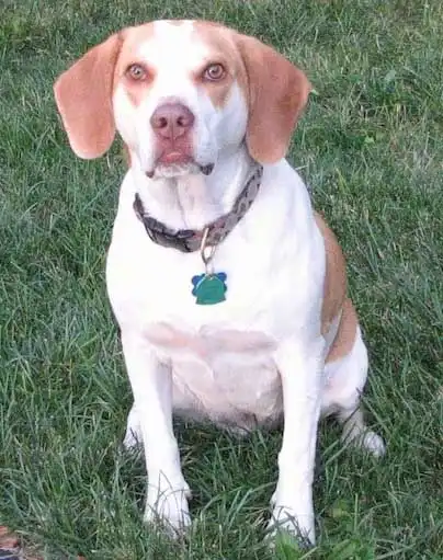 Brittany Beagle