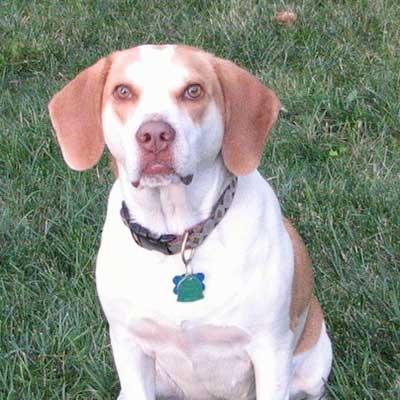 Beagle bretón