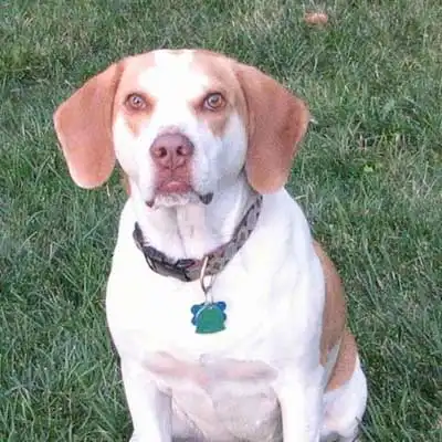 Brittany Beagle dog breed.