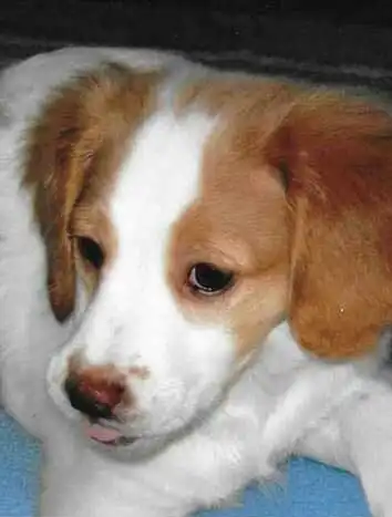 Breed Appearance