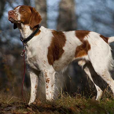 Spaniel Bretão
